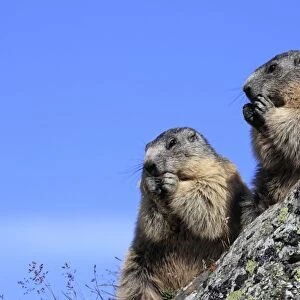 Alpine Marmot - two eating - Europe