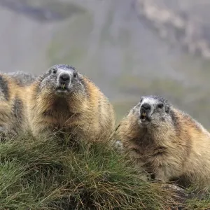 Alpine Marmot - group - Europe Alpine Marmot - group - Europe
