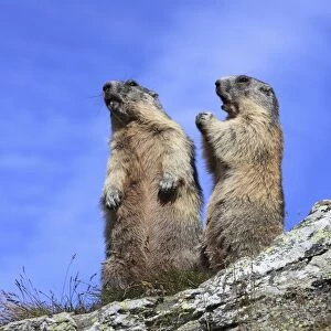 Alpine Marmot - two together on hind legs - Europe