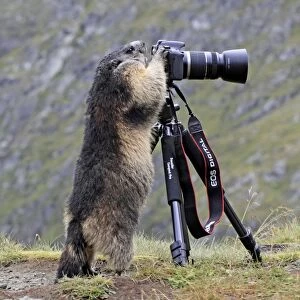 Alpine Marmot - standing up at camera on tripod - Europe