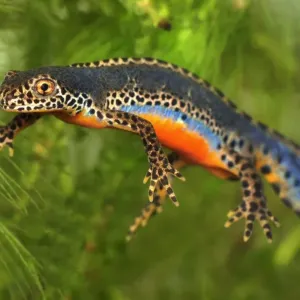 Alpine Newt - male - Switzerland Alpine Newt - male - Switzerland