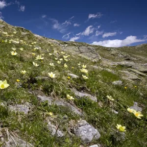 Alpine Pasque Flowers - high above the Bernina Pass - Upper Engadin - eastern Swiss Alps - Switzerland