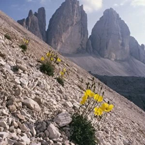 Alpine Poppy Tre Cime di Lavaredo, Dolomites, Italy