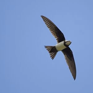 Alpine Swift - in flight with wings and tail spread - Southern Turkey - May
