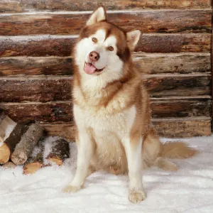 Alsakan Malamuta Dog Outside log cabin