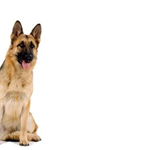 Alsatian / German Shepherd Dog