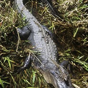 American Alligator - Female with young