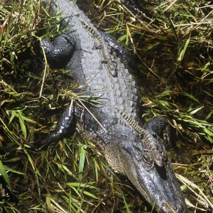 American Alligator - Female with young