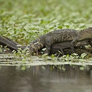 American Alligator - on log among Water Hyacinth and other aquatic plants - Louisiana - USA