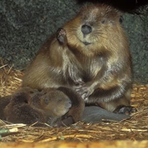 American Beaver - family inside lodge. MT483