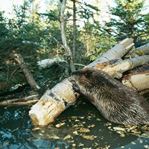 American Beaver TOM 23 Western USA. Castor canadensis © Tom & Pat Leeson / ARDEA LONDON