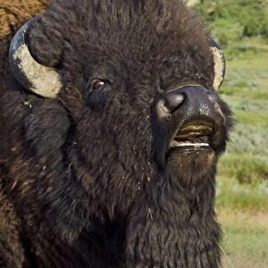 American Bison - bull showing flehmen behavior - smelling for the females pheromones during the summer bison rut - American Great Plains - north Dakota - USA _E7B2835