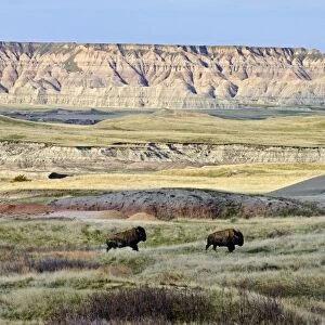 American Bison - bulls roaming the Sage Creek Wilderness - Spring - Badlands National Park, South Dakota. _E7A2837