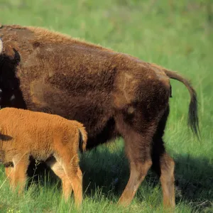 American bison - cow and calf Western U. S. A. MB525