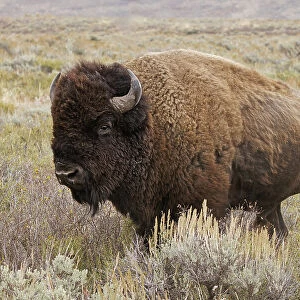 American Bison in sagebrush meadow. Grand Teton National Park Date: 01-10-2020