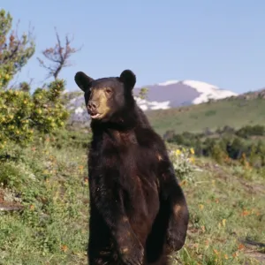 American Black Bear