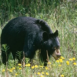 American Black Bear - Canada