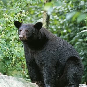 American Black Bear Minnesota, USA