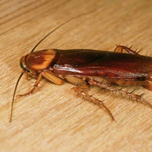 American Cockroach - female with egg sac