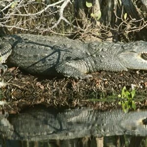 American Crocodile Ding Darling Refuge, Sanibel Island, Florida, USA