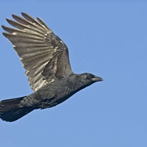 American Crow in flight, Corvus brachyrhynchos. October in CT
