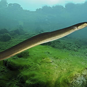 American eel, Anguilla rostrata. Occurs in streams, rivers, muddy or silt-bottomed lakes usually in permanent streams with continuous flow. Hides during the day in undercut banks and in deep pools near logs and boulders
