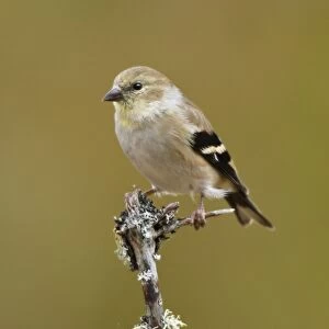 American Goldfinch - in winter plumage. November - CT - USA