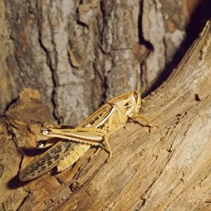 American Grasshopper Florida, USA. Fam: Acrididae