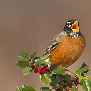 American Robin - eating holly berries in winter. January in Connecticut, USA