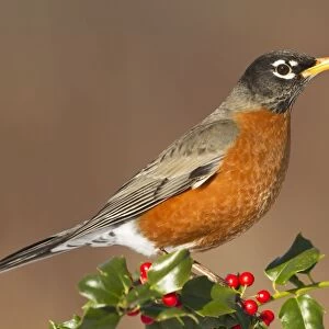 American Robin - with holly berries in winter. January in Connecticut, USA