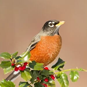 American Robin - with holly berries in winter. January in Connecticut, USA