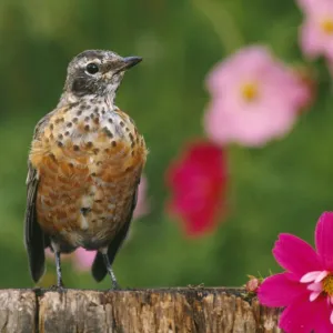 American Robin - juvenile in garden with cosmos plant