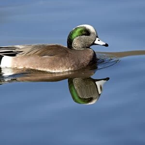 American wigeon - male -Range: North America; winters south to Costa Rica and West Indies
