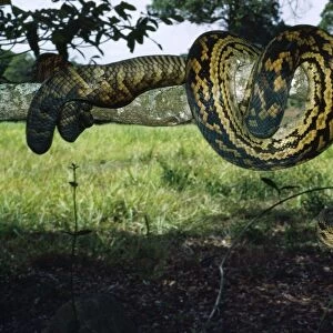 Amethyst / Amethystine / Scrub Python - coiled round branch Julatten, Queensland, Australia