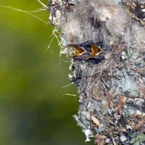 Amethyst sunbird 12-day chicks in nest_DSC5788