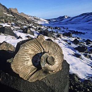 Ammonite Fossils - Seymour Island - East side of Antarctic Pen. Bay of Fossils AU-1003