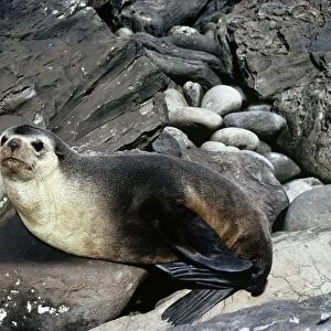 Amsterdam Fur Seal - male - Gough Island - South Atlantic