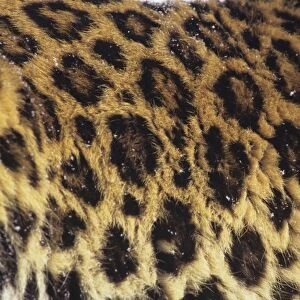 Amur / Korean Leopard - endangered Species. 4MR704