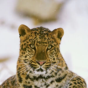 Amur Leopard / Korean Leopard - endangered species 4MR1698