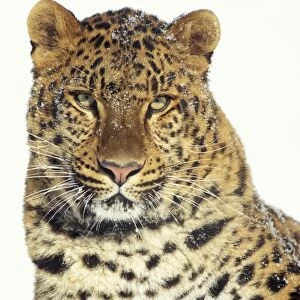Amur Leopard TOM 235 Endangered Species Panthera pardus orientalis © Tom & Pat Leeson / ardea. com