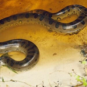 Anaconda Guyana, South America