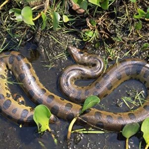 Anaconda South America