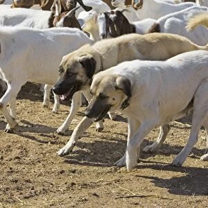 Anatolian Shepherd Dogs - walking with goats (Cheetah conservationists currently use anatolian shepherds as a cheetah deterrant for livestock protection) - Cheetah Conservation Fund - Namibia