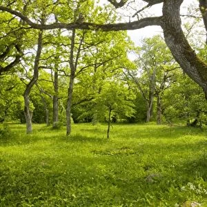 Ancient flowery wood pasture / wooded meadow at Loode Oakwood or Oak Grove, Saarema Island, Estonia