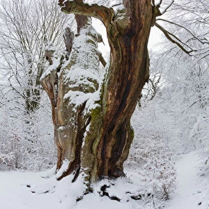 Ancient Oak Tree, covered in snow in winter, Sababurg ancient forest, Hessen, Germany