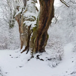 Ancient Oak Tree, covered in snow in winter, Sababurg ancient forest, Hessen, Germany