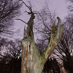 Ancient Oak Tree - and winter star trails - Sababurg Ancient Forest Reserve - North Hessen - Germany