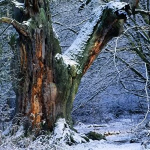 Ancient Oak Tree - in winter, four hundred years old Sababurg forest, Hessen, Germany