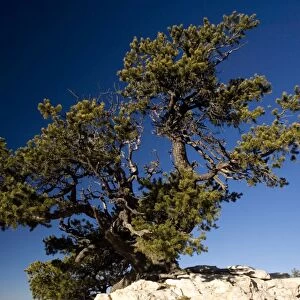 Ancient Pinyon Pine, Pinus monophylla, on the edge of the Grand Canyon. Dawn. Arizona, USA