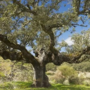 Ancient pollarded Holm Oak, western form (Quercus ilex ssp. rotundifolia (= Q. rotundifolia)) in dehesa, with Lygos in flower below; Extremadura, West Spain